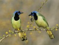/album/galeria-de-fotos/green-jays-texas-jpg/